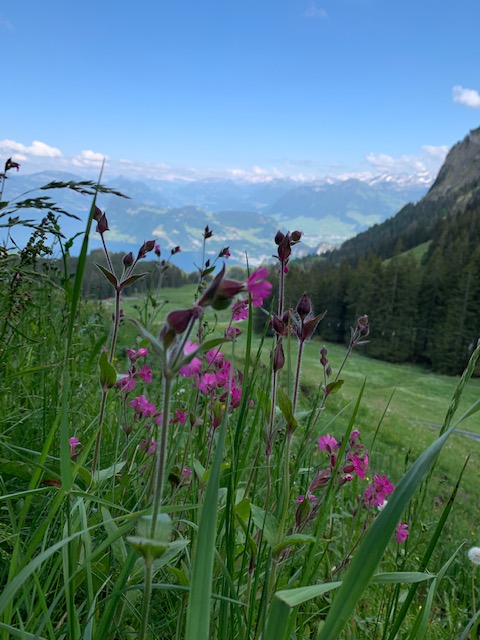 Flowers in front of a valley and mountain peaks