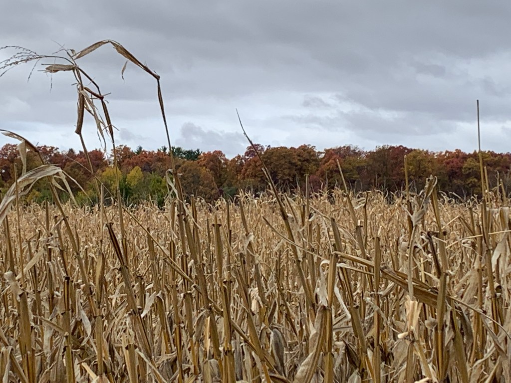 Fall foliage through the corn - blog post by Rebecca Reed. Fall = NaNoWriMo