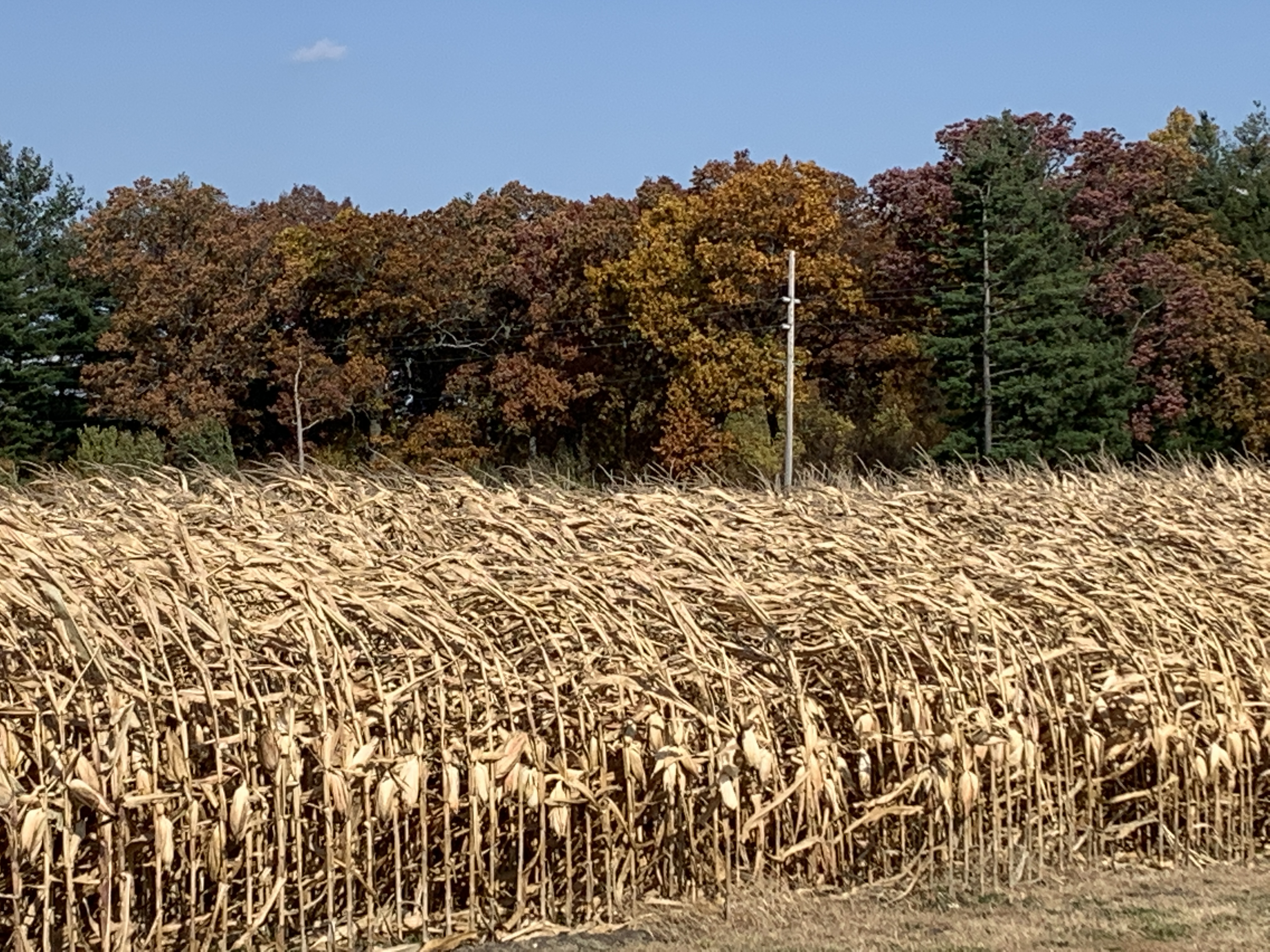 corn with fall trees