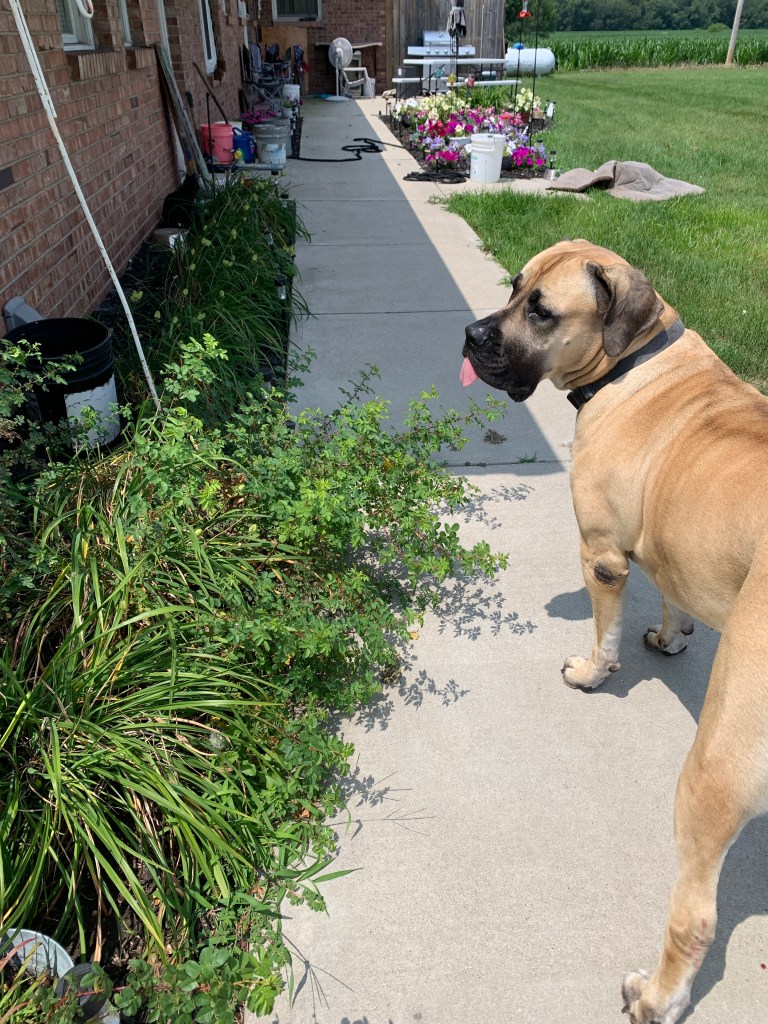 dog on sidewalk near overgrown roses